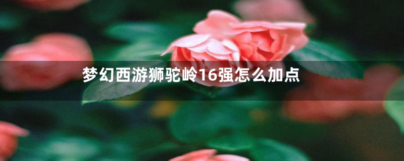 梦幻西游狮驼岭16强怎么加点