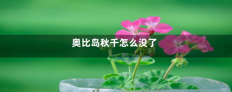 奥比岛秋千怎么没了