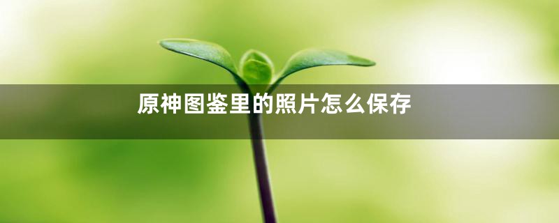 原神图鉴里的照片怎么保存