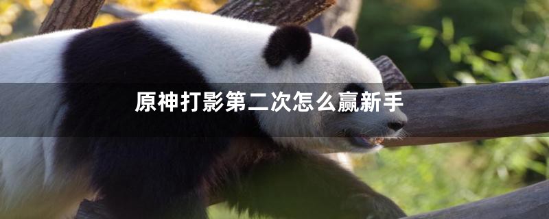 原神打影第二次怎么赢新手