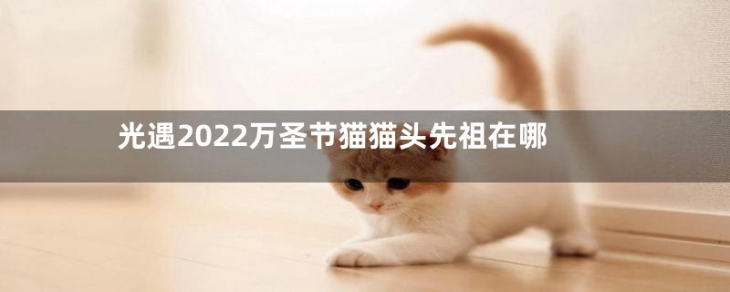 光遇2022万圣节猫猫头先祖在哪