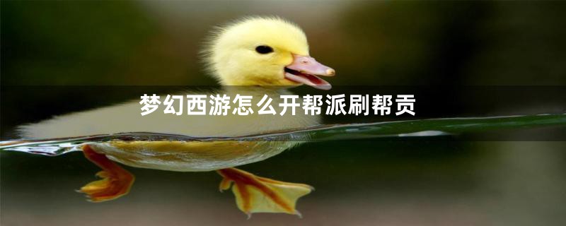 梦幻西游怎么开帮派刷帮贡