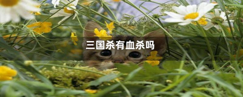 三国杀有血杀吗