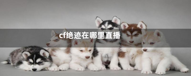 cf绝迹在哪里直播