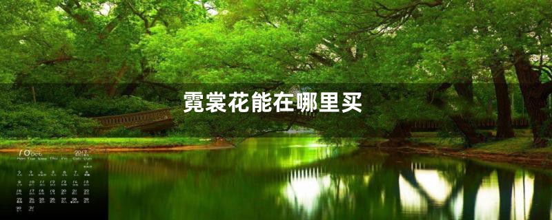 霓裳花能在哪里买