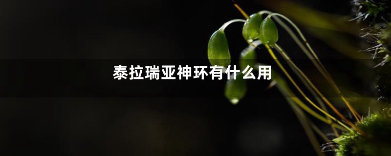 泰拉瑞亚神环有什么用