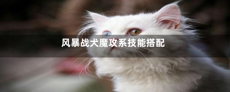 风暴战犬魔攻系技能搭配