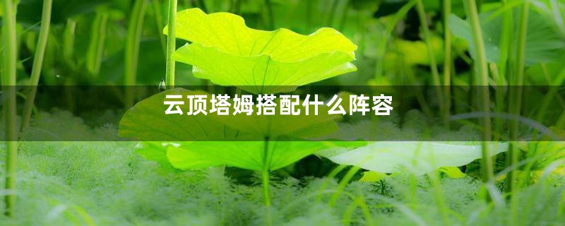 云顶塔姆搭配什么阵容