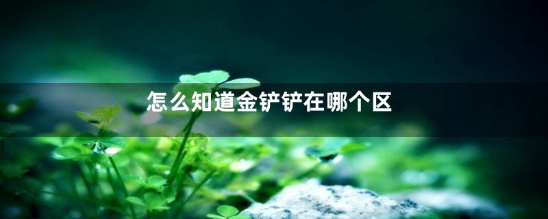 怎么知道金铲铲在哪个区