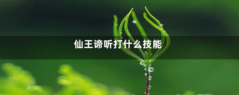 仙王谛听打什么技能