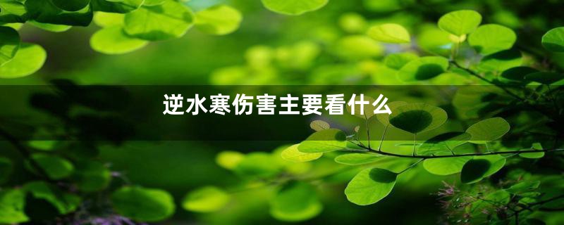 逆水寒伤害主要看什么