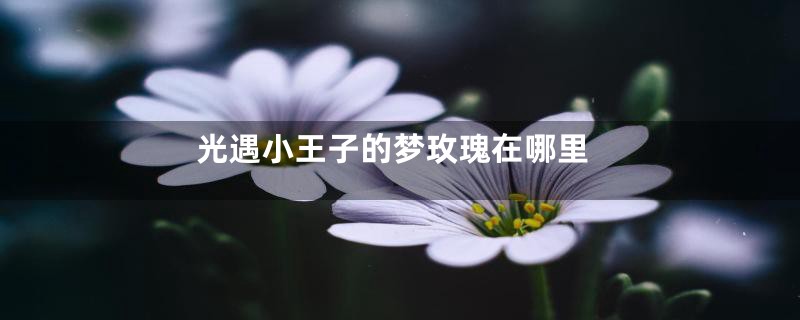 光遇小王子的梦玫瑰在哪里