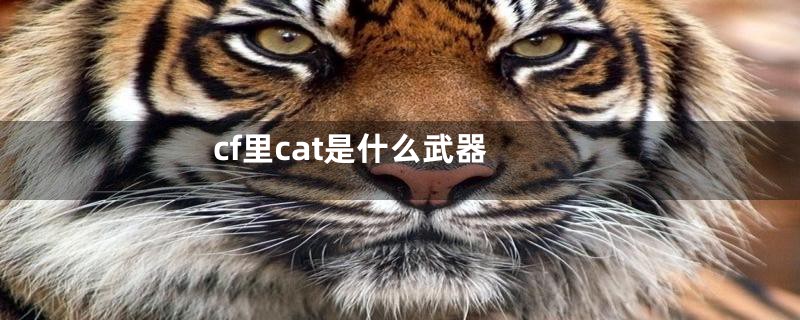 cf里cat是什么武器