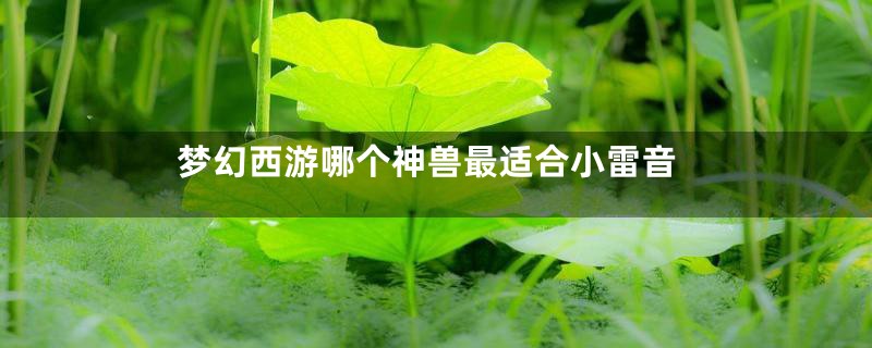 梦幻西游哪个神兽最适合小雷音