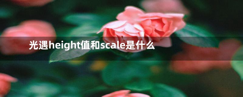 光遇height值和scale是什么