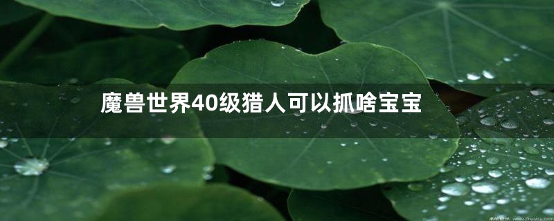 魔兽世界40级猎人可以抓啥宝宝