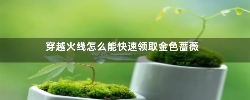 穿越火线怎么能快速领取金色蔷薇