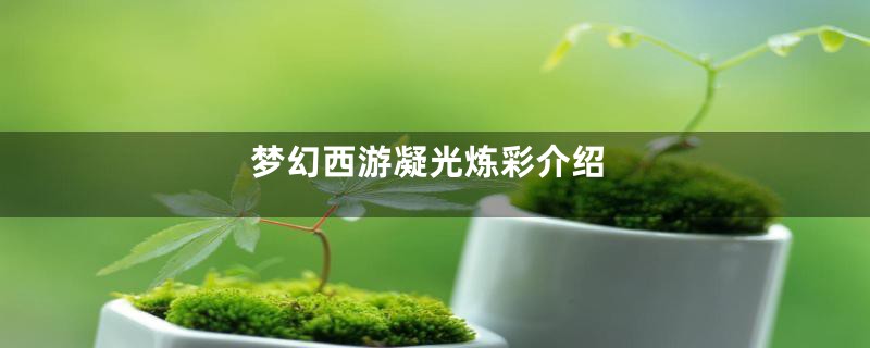 梦幻西游凝光炼彩介绍