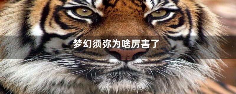 梦幻须弥为啥厉害了