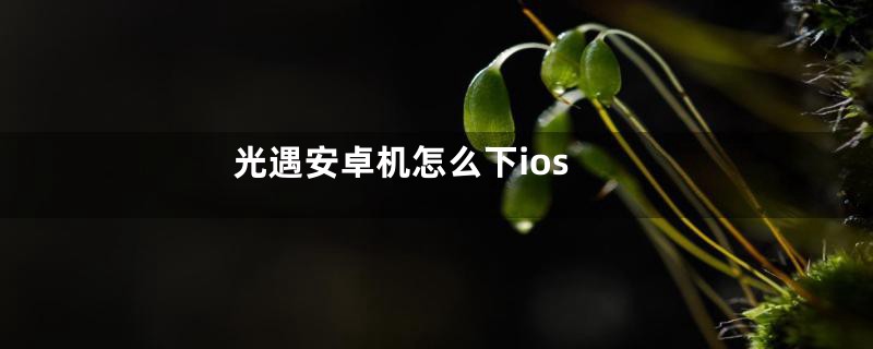 光遇安卓机怎么下ios