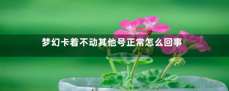 梦幻卡着不动其他号正常怎么回事