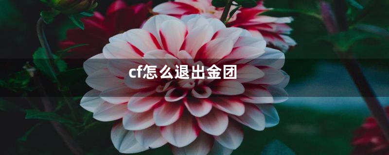 cf怎么退出金团