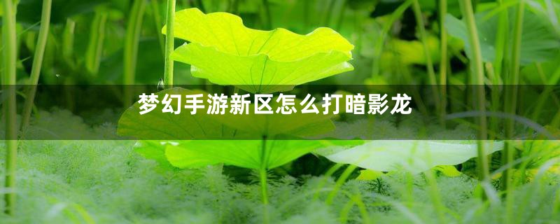 梦幻手游新区怎么打暗影龙