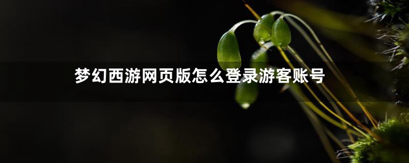 梦幻西游网页版怎么登录游客账号