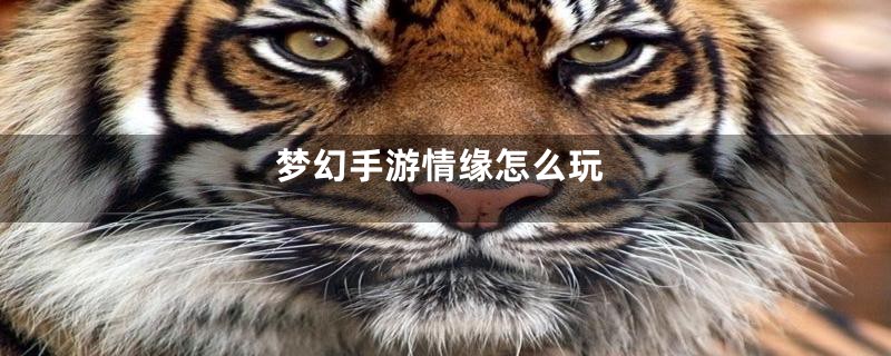 梦幻手游情缘怎么玩