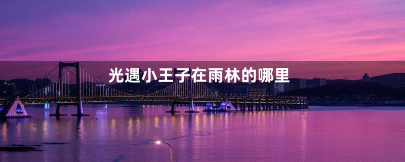 光遇小王子在雨林的哪里