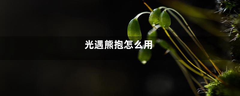 光遇熊抱怎么用