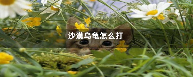沙漠乌龟怎么打