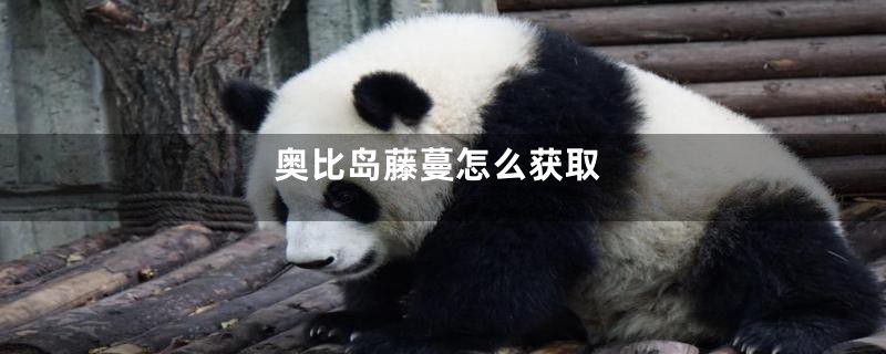 奥比岛藤蔓怎么获取