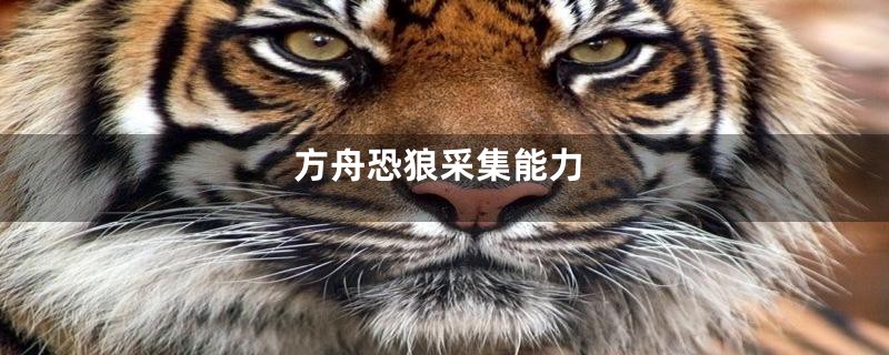 方舟恐狼采集能力