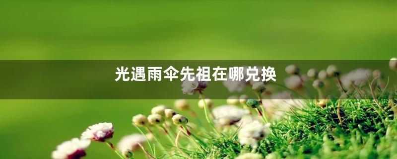 光遇雨伞先祖在哪兑换