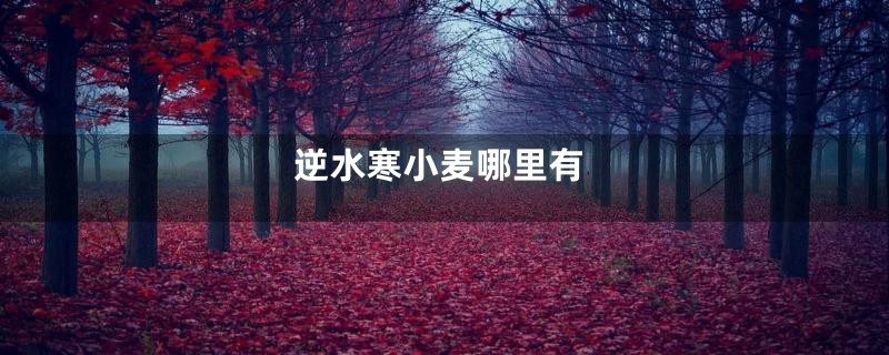 逆水寒小麦哪里有
