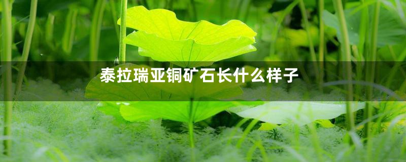 泰拉瑞亚铜矿石长什么样子