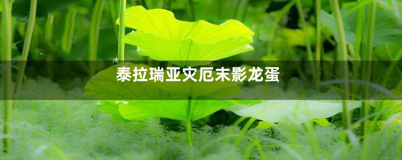 泰拉瑞亚灾厄末影龙蛋