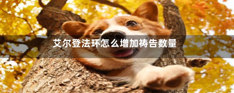 艾尔登法环怎么增加祷告数量