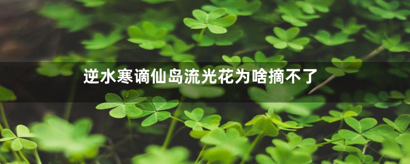 逆水寒谪仙岛流光花为啥摘不了