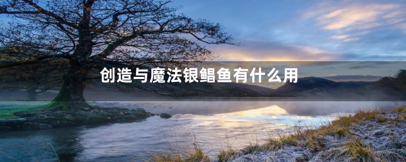 创造与魔法银鲳鱼有什么用