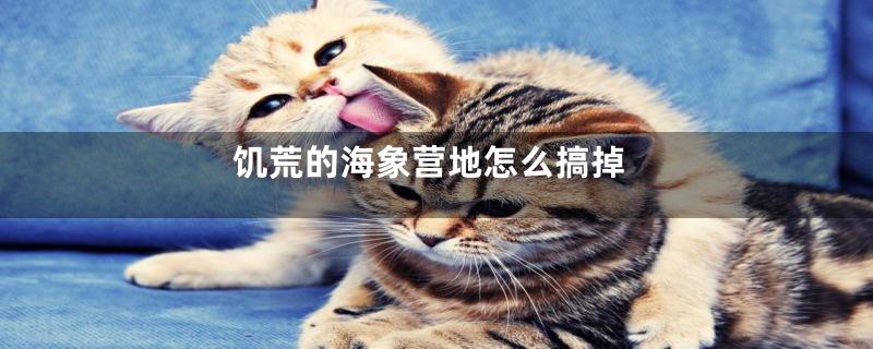 饥荒的海象营地怎么搞掉